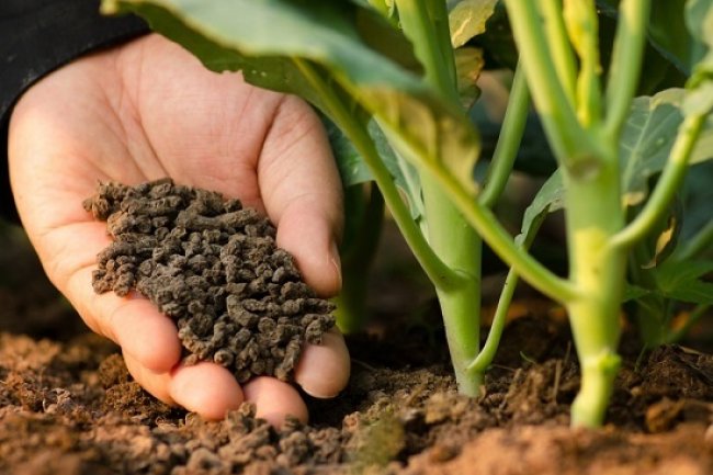Phân bón hữu cơ góp phần phát triển nông nghiệp sạch