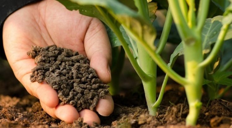 Phân bón hữu cơ góp phần phát triển nông nghiệp sạch