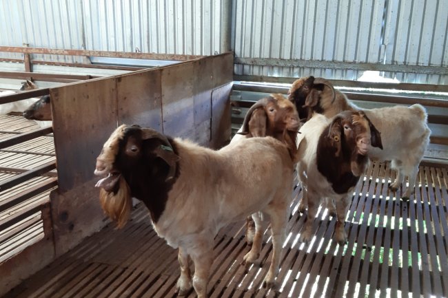 XỬ LÝ CHUỒNG TRẠI CHĂN NUÔI