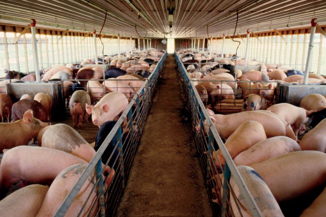 NGUYÊN TẮC, QUY TRÌNH VỆ SINH, SÁT TRÙNG CHUỒNG TRẠI VÀ DỤNG CỤ CHĂN NUÔI