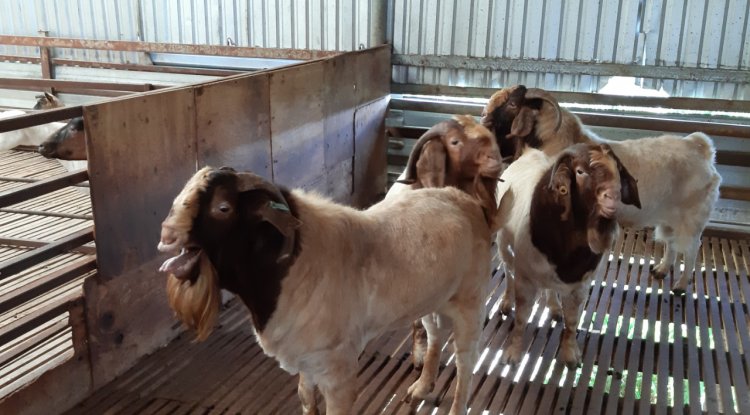 XỬ LÝ CHUỒNG TRẠI CHĂN NUÔI